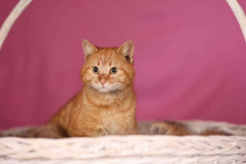 Кошки в Москве: Рыжий кот Коля ищет дом Мальчик, Бесплатно - фото 1