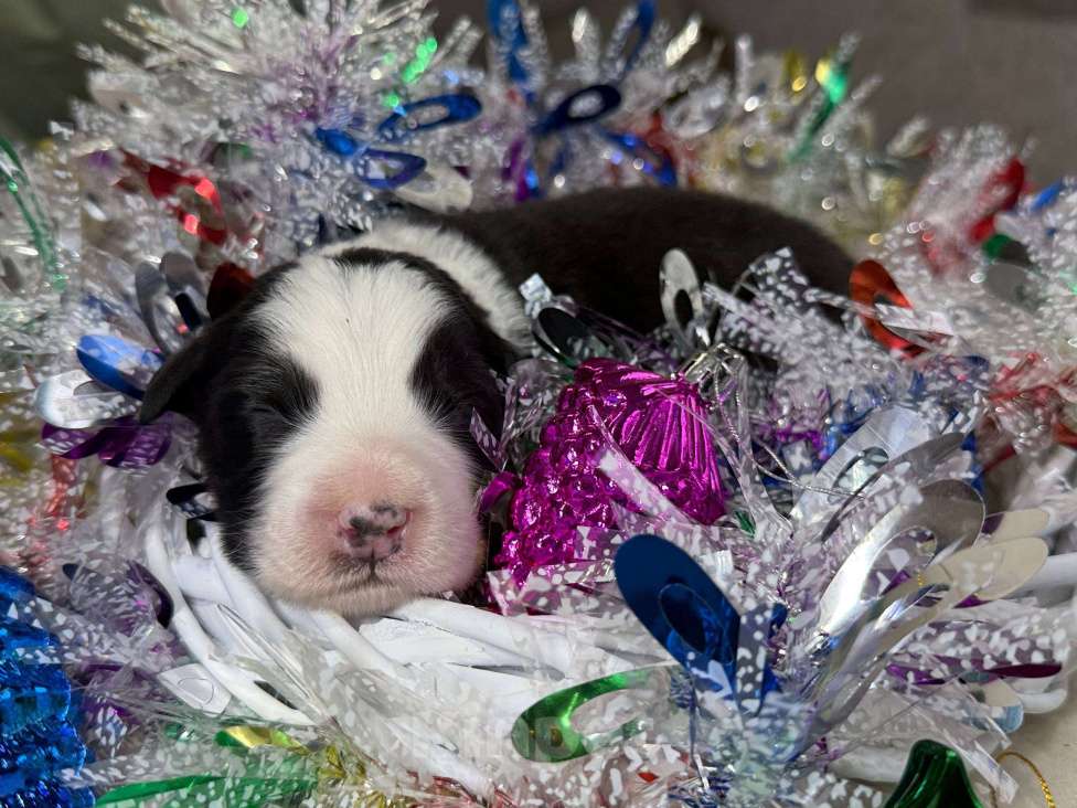 Собаки в других городах Московской области: Пятнышко, оригинальный триколор   Девочка, 100 000 руб. - фото 5