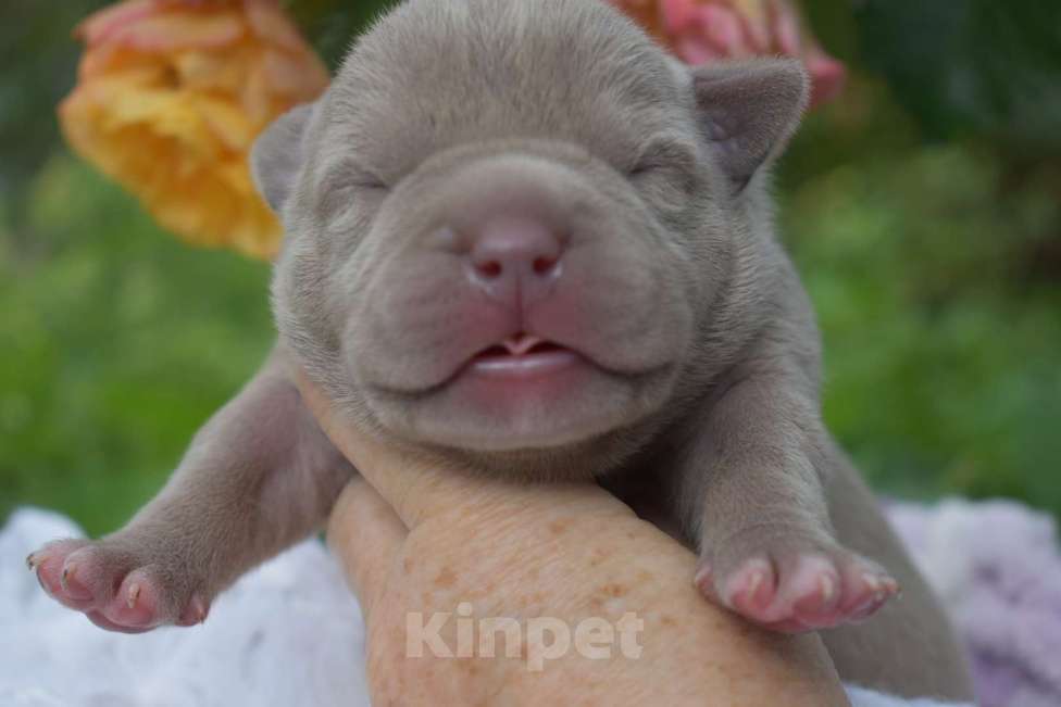 Собаки в Москве: Американский булли щенки  Мальчик, 100 000 руб. - фото 2