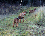 Собаки в Одинцово: Родезийский риджбек мальчик. Стандарт. Мальчик, Бесплатно - фото 6