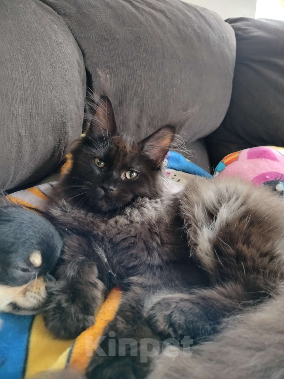 Кошки в Новосибирске: Коты Мальчик, 40 000 руб. - фото 5