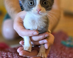 Кошки в Москве: Котятки 2 месяца Разнополые, Бесплатно - фото 8