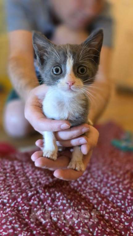 Кошки в Москве: Котятки 2 месяца Разнополые, Бесплатно - фото 8