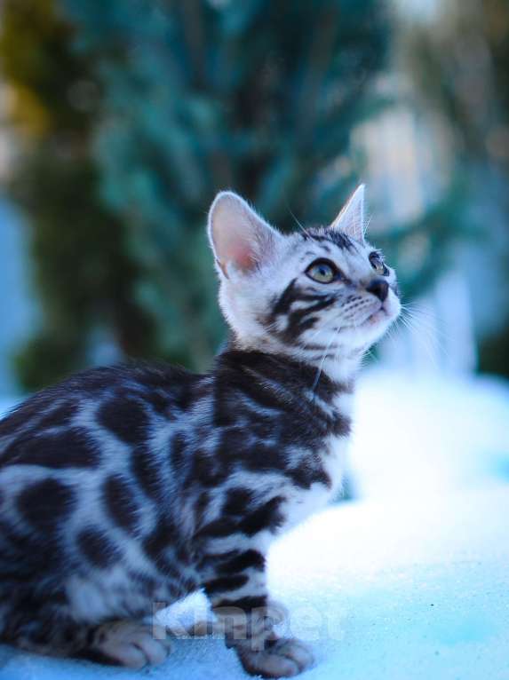 Кошки в Москве: бенгальский котенок Мальчик, 100 000 руб. - фото 2