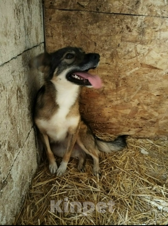 Собаки в Казани: Рокси Девочка, Бесплатно - фото 4