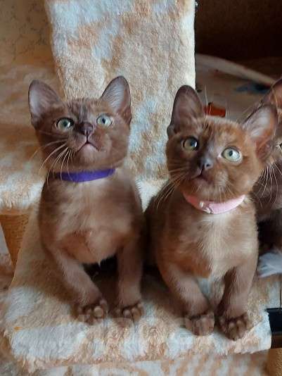 Кошки в Москве: Бурманские котята Девочка, 70 000 руб. - фото 9