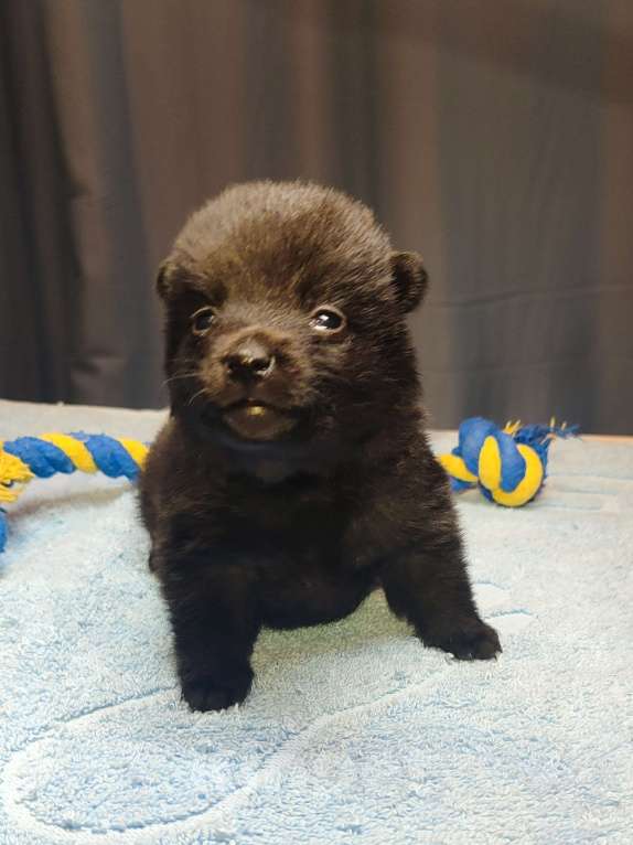 Собаки в Раменском: Щенки шипперке от титулованных родителей в домашних условиях (Красная) Девочка, 80 000 руб. - фото 2