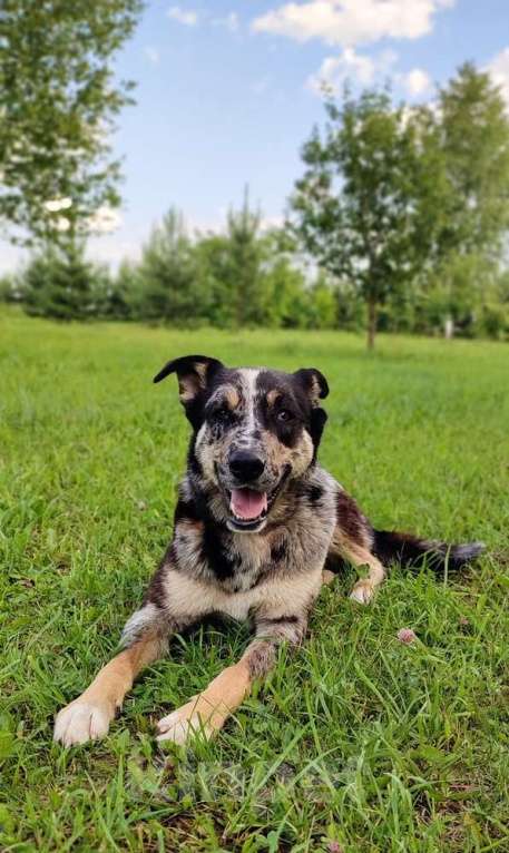 Собаки в Москве: Умнейший пёс окраса мерль Генри в добрые руки Мальчик, 1 руб. - фото 2