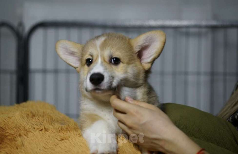 Собаки в Москве: Чакибусенок #2 - замечательный компанейский мальчик рыже-белый (возможно Соболь). С хвостиком  Мальчик, Бесплатно - фото 4