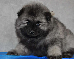 Собаки в Новосибирске: Вольфшпиц от титулованных родителей Мальчик, 60 000 руб. - фото 1