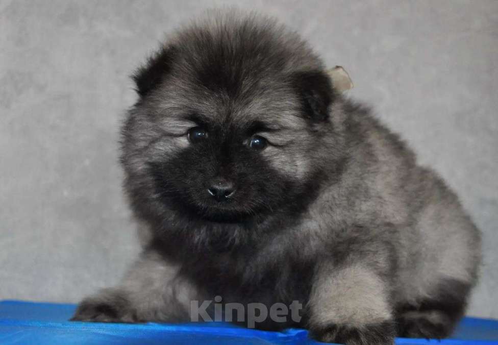 Собаки в Новосибирске: Вольфшпиц от титулованных родителей Мальчик, 60 000 руб. - фото 1