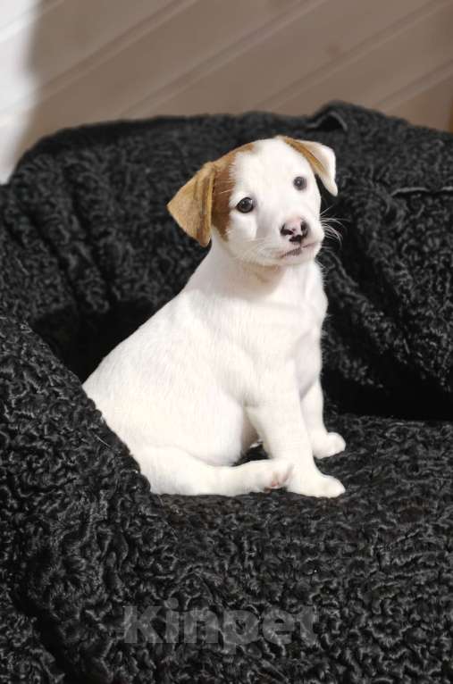 Собаки в других городах Московской области: Boomer — мощный, яркий, активный. Мальчик, 70 000 руб. - фото 6