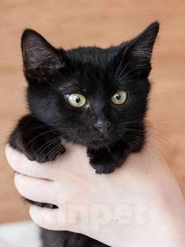 Кошки в Москве: Изюм хочет домой Мальчик, Бесплатно - фото 2