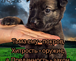Собаки в Донецке: Бронь на щенка Мальчик, 55 000 руб. - фото 5