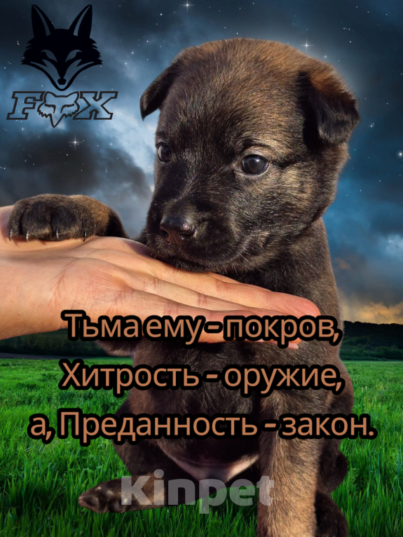 Собаки в Донецке: Бронь на щенка Мальчик, 55 000 руб. - фото 5