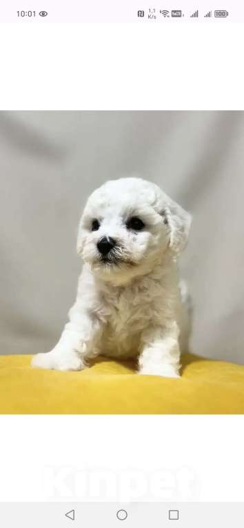 Собаки в Екатеринбурге: Щенки Бишон фризе  Девочка, 70 000 руб. - фото 1