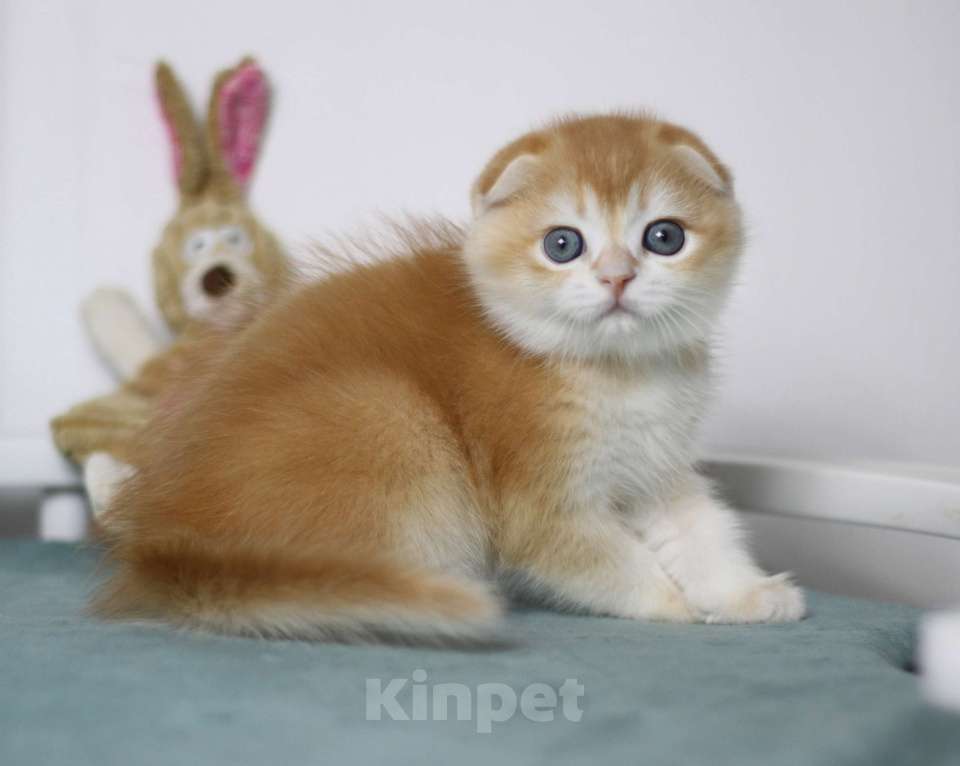 Кошки в Москве: Гарфилд Мальчик, 40 000 руб. - фото 1