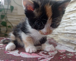 Кошки в Симферополе: Крошка чепрачная окраска трехцветная Девочка, Бесплатно - фото 2