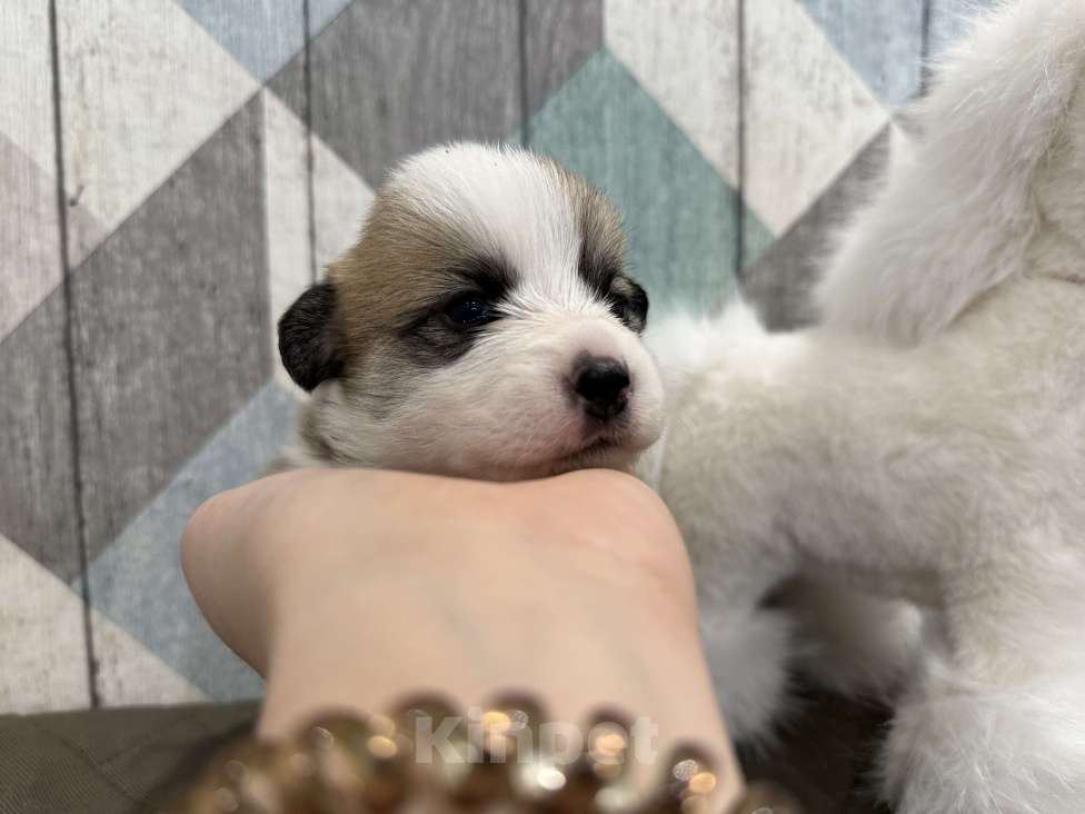 Собаки в Ярославле: Щенки вельш корги пемброк Разнополые, 55 000 руб. - фото 2