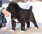 Собаки в Саратове: Черный кобель сао Мальчик, Бесплатно - фото 2
