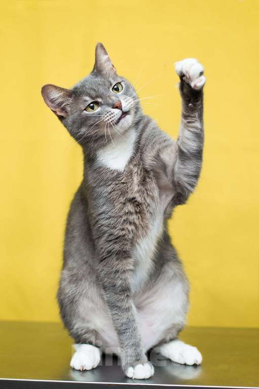 Кошки в Москве: Маугли ищет семью, которая больше не предаст Мальчик, Бесплатно - фото 5