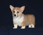 Собаки в других городах Московской области: Вельш корги Пембрук, щенки Девочка, 50 000 руб. - фото 1