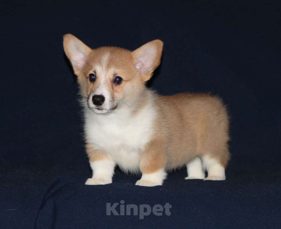 Собаки в других городах Московской области: Вельш корги Пембрук, щенки Девочка, 50 000 руб. - фото 1