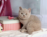 Кошки в Мурином: Британская кошечка окрас лиловый черепаховый Девочка, 30 000 руб. - фото 9