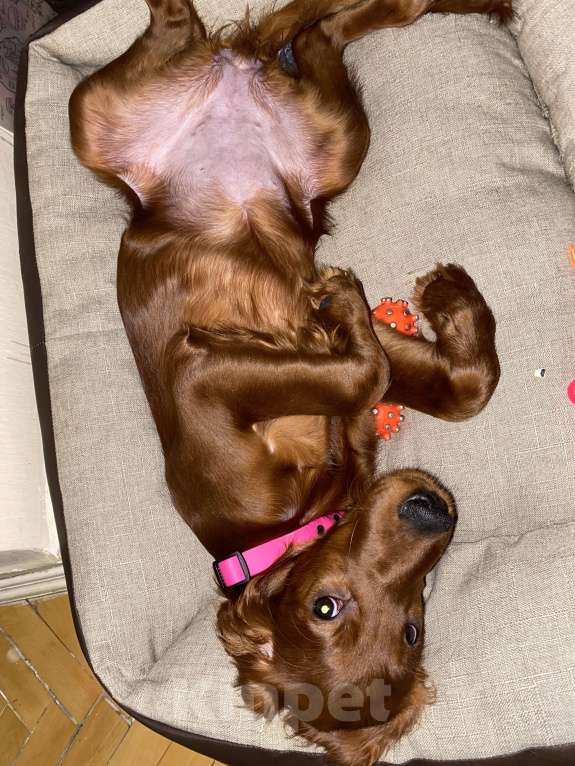 Собаки в Москве: Щенок ирландского сеттера Девочка, Бесплатно - фото 6