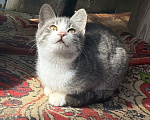 Кошки в Калуге: Котенок Мальчик, Бесплатно - фото 5