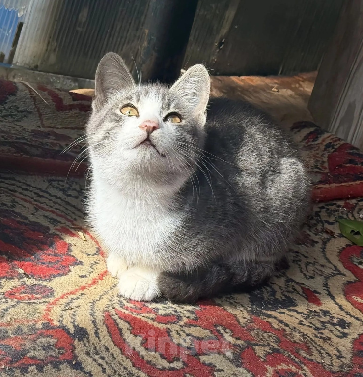 Кошки в Калуге: Котенок Мальчик, Бесплатно - фото 5