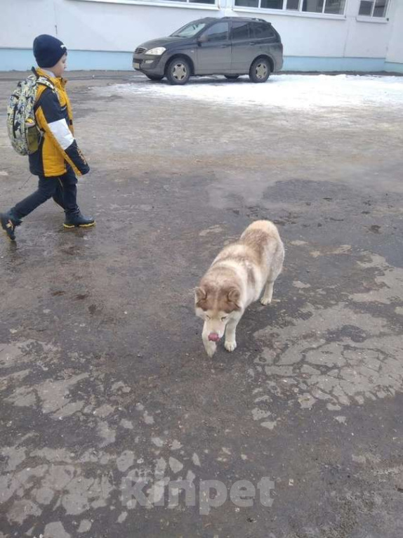 Собаки в Воронеже: найдена собака хаски (девочка) Девочка, Бесплатно - фото 1