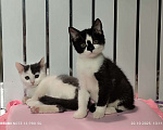 Кошки в Москве: Котенок девочка 2.5 мес. от сибирской кошки Девочка, 1 000 руб. - фото 6