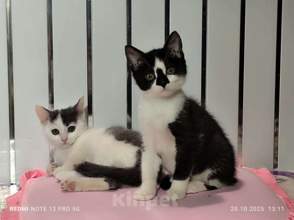 Кошки в Москве: Котенок девочка 2.5 мес. от сибирской кошки Девочка, 1 000 руб. - фото 6