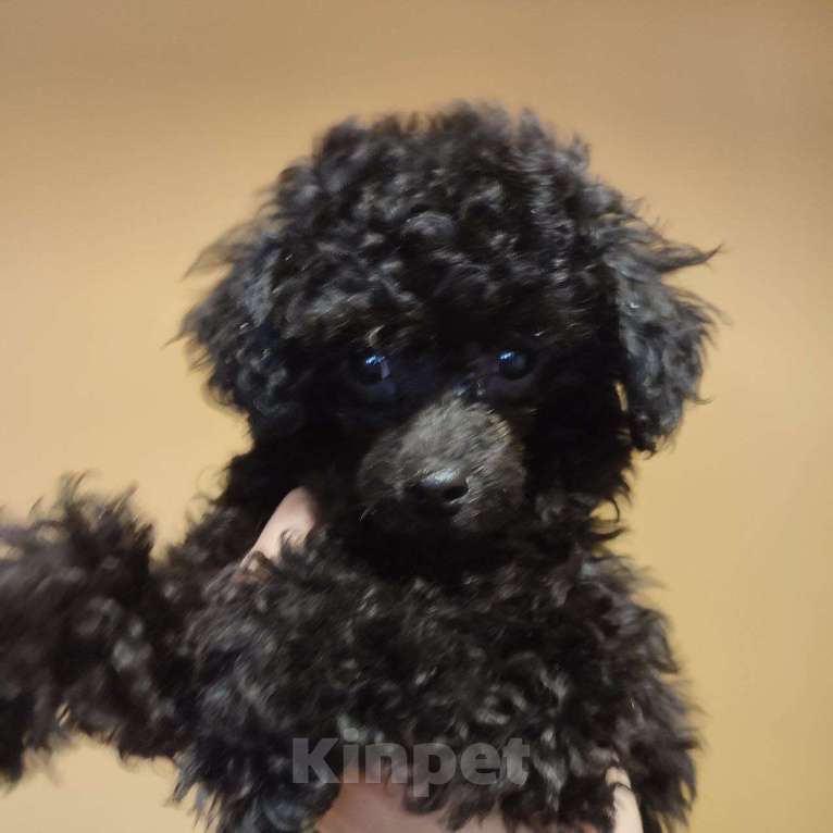 Собаки в других городах Белгородской области: Той пудель ,девочка Девочка, 45 000 руб. - фото 3