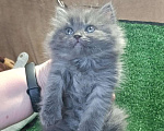 Кошки в Москве: Замечательные шотландские котята Мальчик, Бесплатно - фото 2