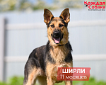 Собаки в других городах Московской области: 🐺 Юная овчарочка Ширли: умница с охранными качествами! Девочка, Бесплатно - фото 1