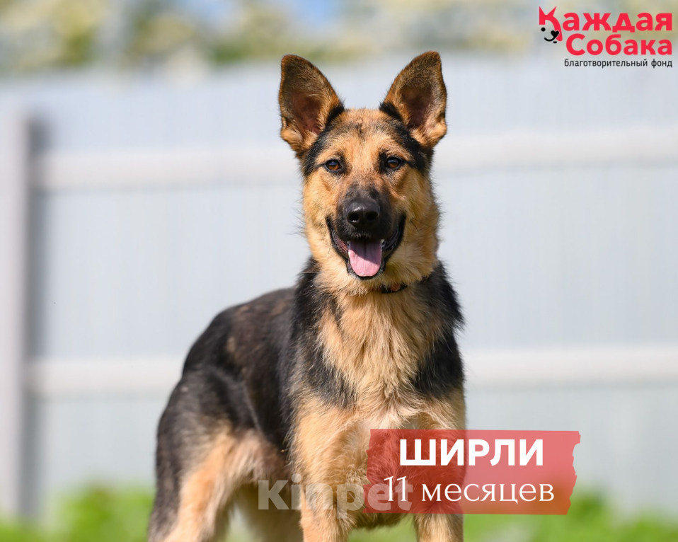 Собаки в других городах Московской области: 🐺 Юная овчарочка Ширли: умница с охранными качествами! Девочка, Бесплатно - фото 1