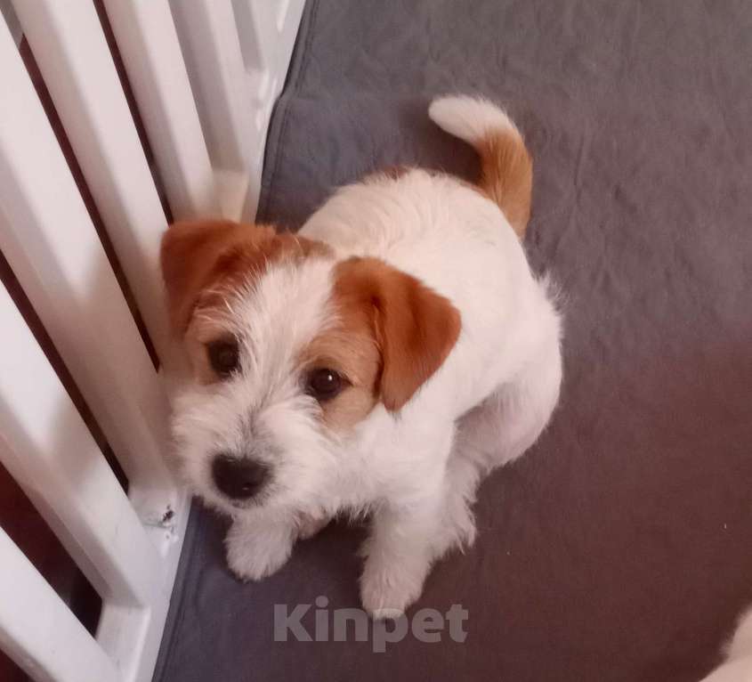 Собаки в других городах Краснодарского края: Девочка Джек Рассел терьер Девочка, 30 000 руб. - фото 1