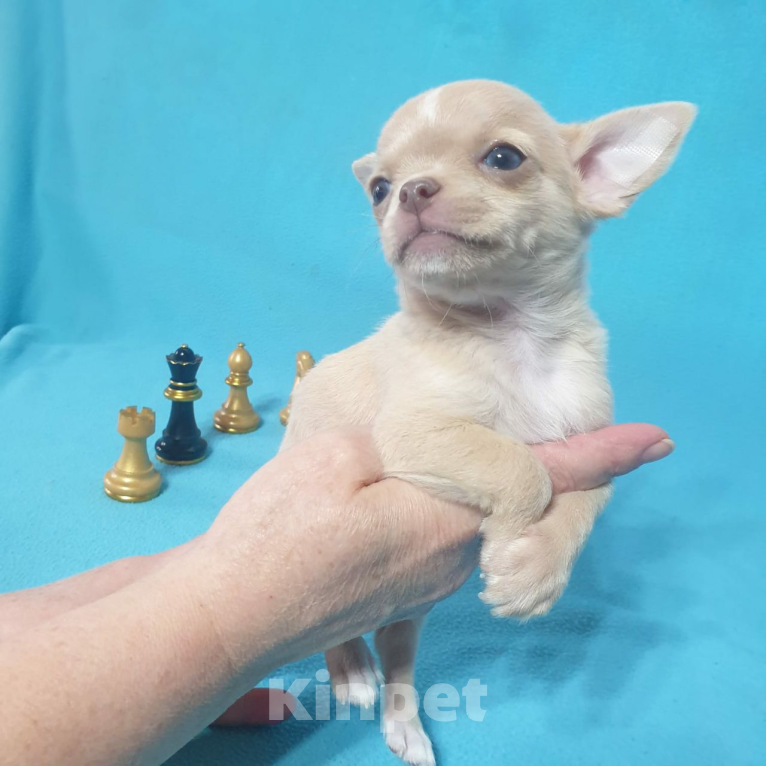 Собаки в Москве: Чихуахуа щенки  Мальчик, Бесплатно - фото 9