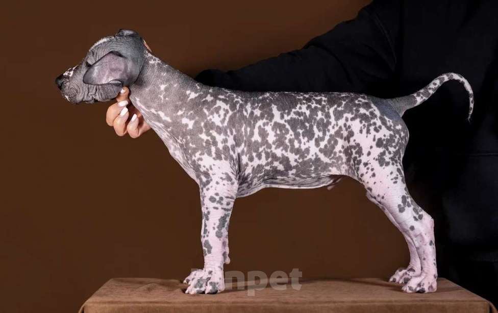 Собаки в Рыбинске: В продаже щенок ксолоитцкуинтли стандартного размера Мальчик, 150 000 руб. - фото 3