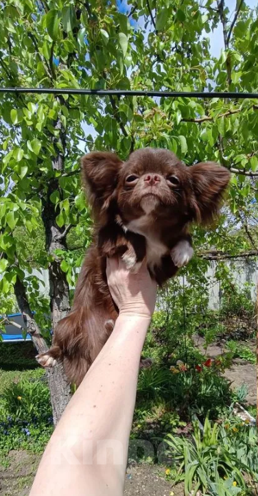 Собаки в Ульяновске: Для вязки Мальчик, 10 000 руб. - фото 2