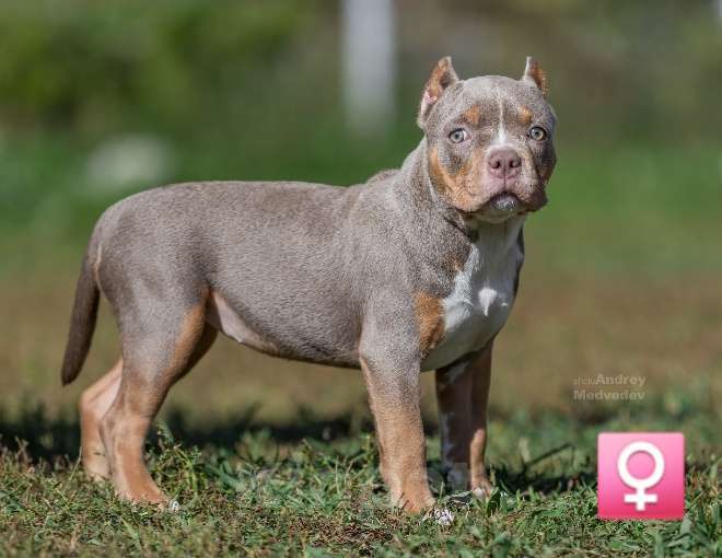 Собаки в Новосибирске: Девочка Американский булли щенок Девочка, Бесплатно - фото 5