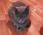 Кошки в Полярном: Молоденькая стерилизованная кошка, Бесплатно - фото 8