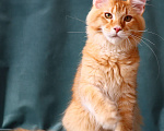Кошки в Мытищах: Котенок Мейн-кун Мальчик, 40 000 руб. - фото 11