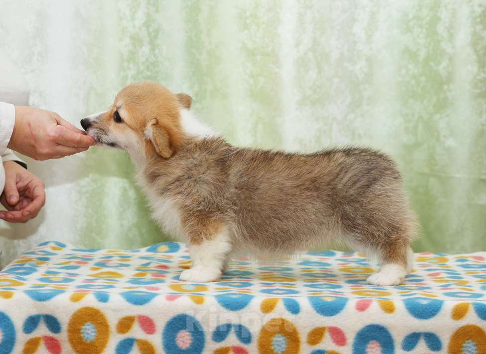 Собаки в Москве: Альмаре Феа Бэнг-Бэнг Девочка, 90 000 руб. - фото 2