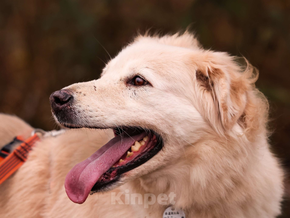 Собаки в Москве: Золотистый ретривер в добрые руки Девочка, Бесплатно - фото 5