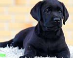 Собаки в других городах Московской области: Черные щенки Лабрадора Мальчик, 80 000 руб. - фото 2