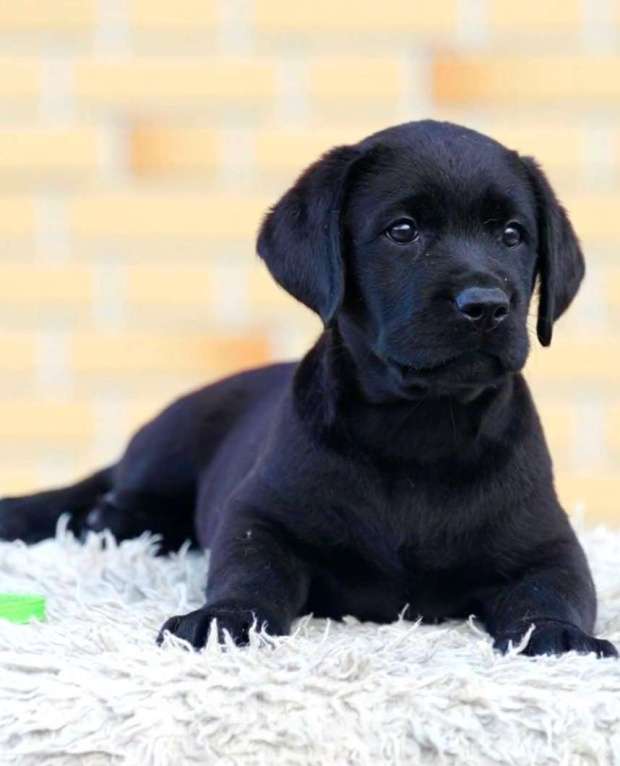 Собаки в других городах Московской области: Черные щенки Лабрадора Мальчик, 80 000 руб. - фото 2