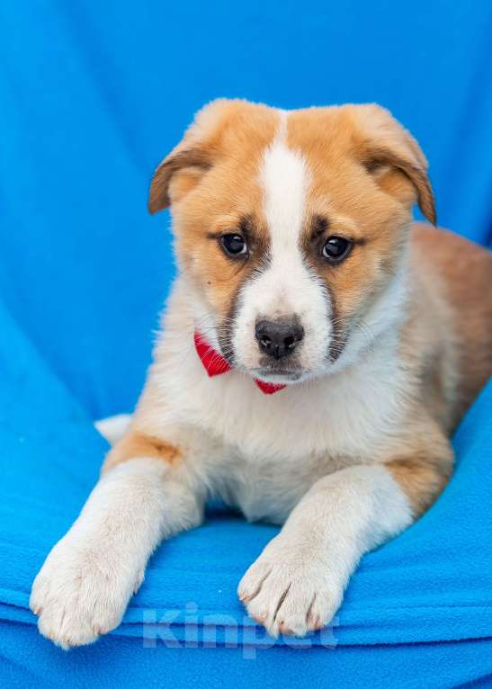 Собаки в других городах Московской области: Щенок Балу в добрые руки Мальчик, Бесплатно - фото 6